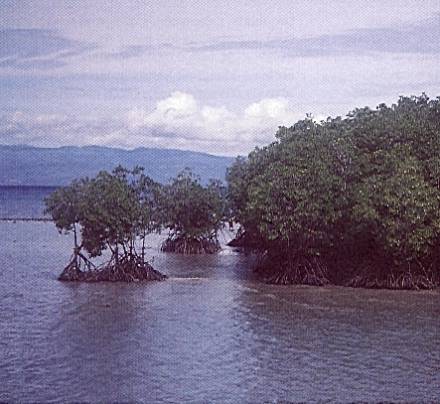 Original image
