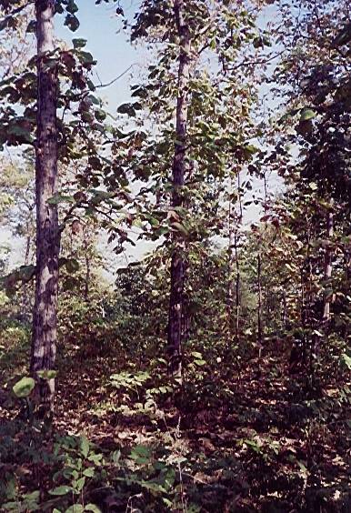 Original image