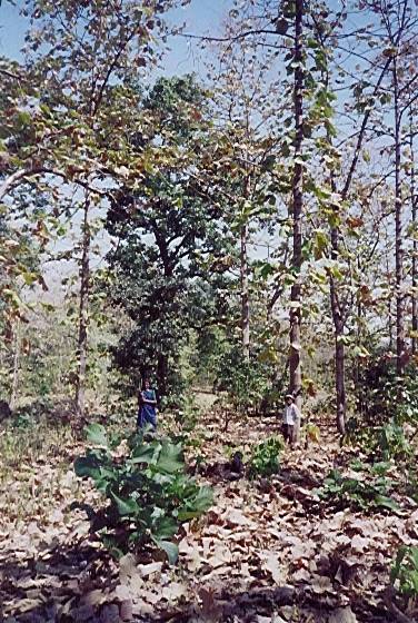 Original image